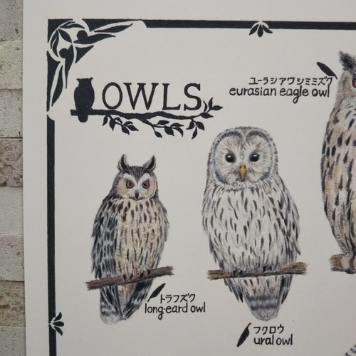 ポスターA4サイズ フクロウ図鑑 絵画 nami 通販 13187621｜Creema
