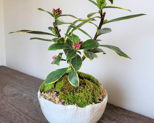 希少 スワロフスキー「盆栽」クリスタル 花 Amazon.co.jp: スワロフスキーカラークリスタル置物Chinese