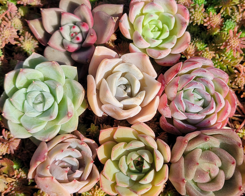 ちび苗♡ お年玉セット！ 実質1苗約553円！ お得な多肉植物の福袋