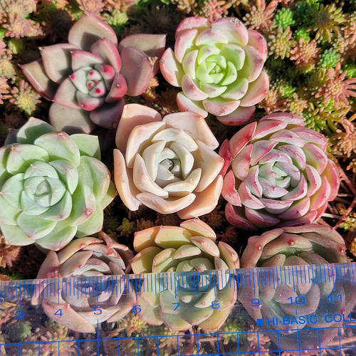 ちび苗♡ お年玉セット！ 実質1苗約553円！ お得な多肉植物の福袋