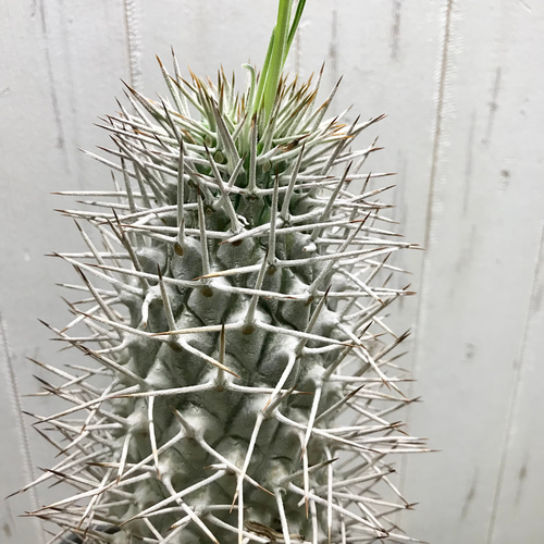 パキポディウム 不明種 Pachypodium パキポディウム 不明種 Pachypodium
