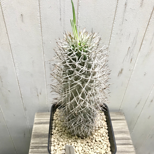 Pachypodium geayi 阿亜相界 パキポディウム ゲアイー 6号 その他