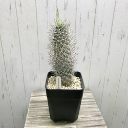 Pachypodium geayi 阿亜相界 パキポディウム ゲアイー 6号 その他