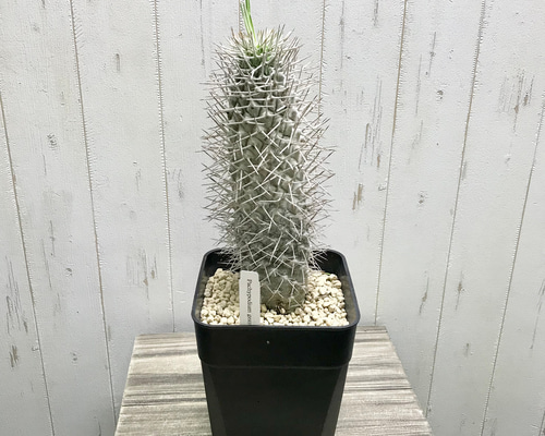 3ddce3612543f25b55a4789ddf9a93