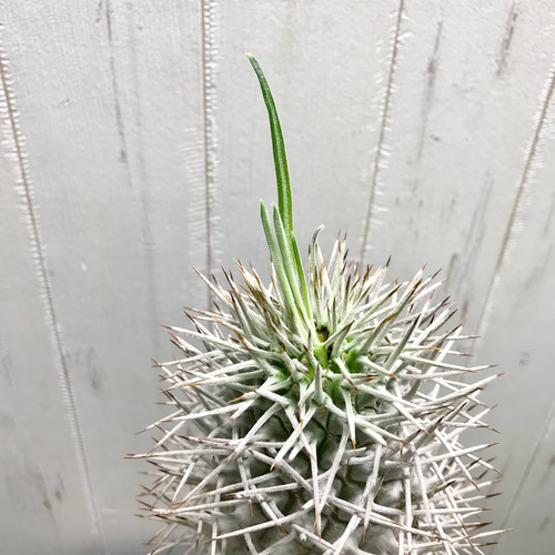 Pachypodium geayi 阿亜相界 パキポディウム ゲアイー 6号 その他