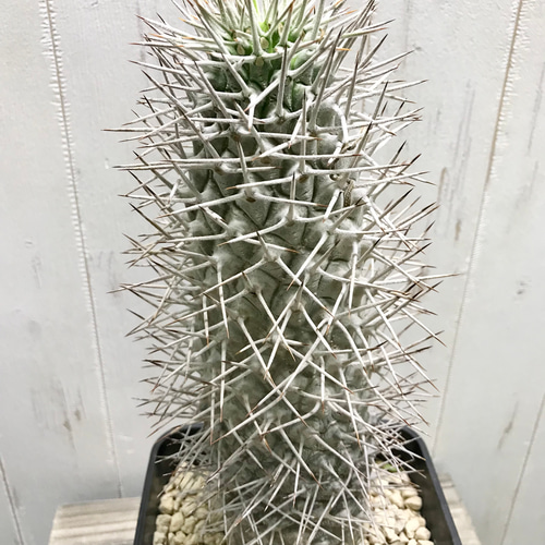 Pachypodium geayi 阿亜相界 パキポディウム ゲアイー 6号 その他