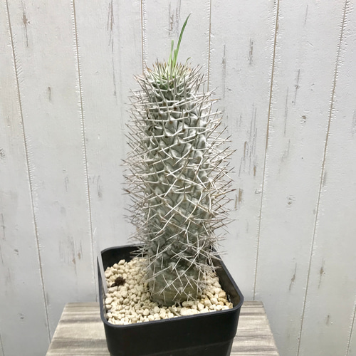 Pachypodium geayi 阿亜相界 パキポディウム ゲアイー 6号 その他