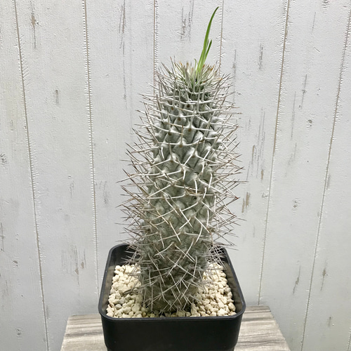 Pachypodium geayi 阿亜相界 パキポディウム ゲアイー 6号 その他 