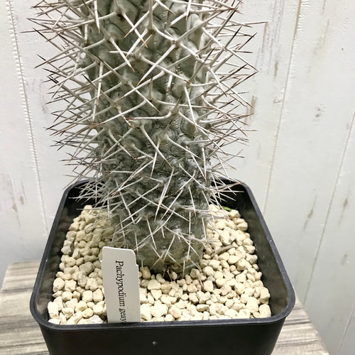 Pachypodium geayi 阿亜相界 パキポディウム ゲアイー 6号 その他