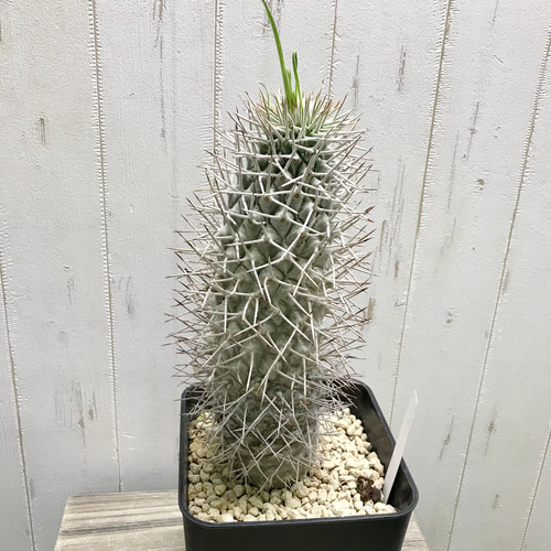 Pachypodium geayi 阿亜相界 パキポディウム ゲアイー 6号 その他 