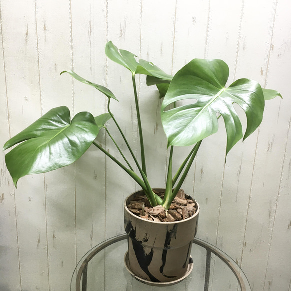 モンステラ2本立ち モンステラ 幹上がり 2本立ち|スクエアポット - 観葉植物・多肉植物の