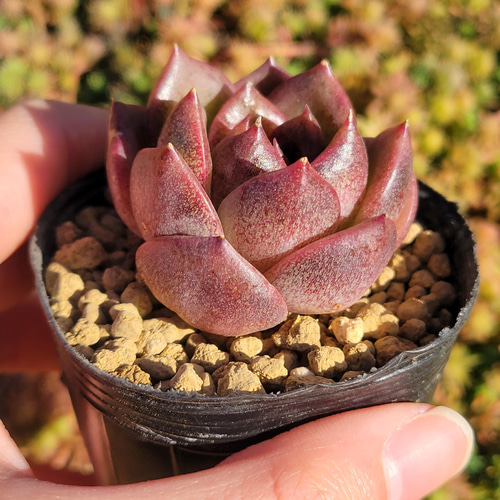 ブラッククイーン 多肉植物 エケベリア その他インテリア雑貨 多肉の
