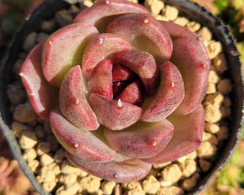 ♥️05 ブラッククィーン／Lier リエール 多肉植物 ♥️05 ブラッククィーン／Lier リエール 多肉植物 - メルカリ