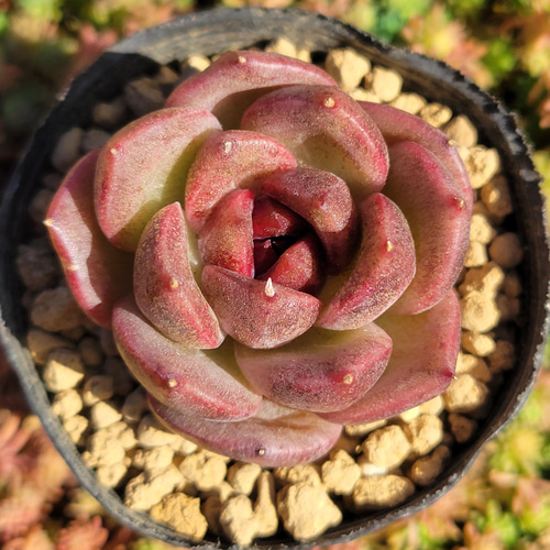 ブラッククイーン 多肉植物 エケベリア その他インテリア雑貨 多肉の