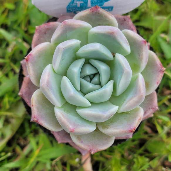 再販】新品種！ ジェイドフェイス 多肉植物 エケベリア その他