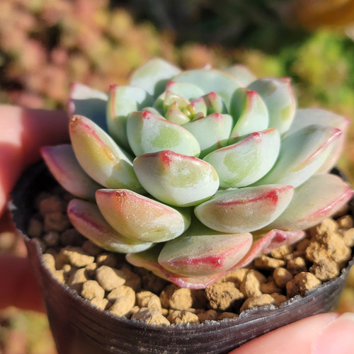 新品種！ バニラエレガンス 多肉植物 エケベリア その他インテリア雑貨  