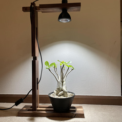 新作！植物育成スポットライト（アマテラス10W LED付） 5枚目の画像