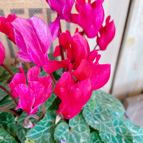 再販！素敵♡【クレヨンガーデンシクラメン寄せ植え】水色系ブリキ鉢