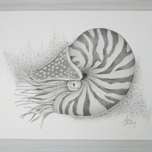 ☆原画・額なし☆ オウムガイ／鉛筆画 絵画 touri 通販 13197337