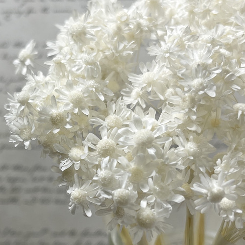 スターフラワー ブロッサム ホワイト ドライフラワー ミニコーンフラワー スターフラワー ミニ ホワイト 茎あり 30本 ドライフラワー 花材