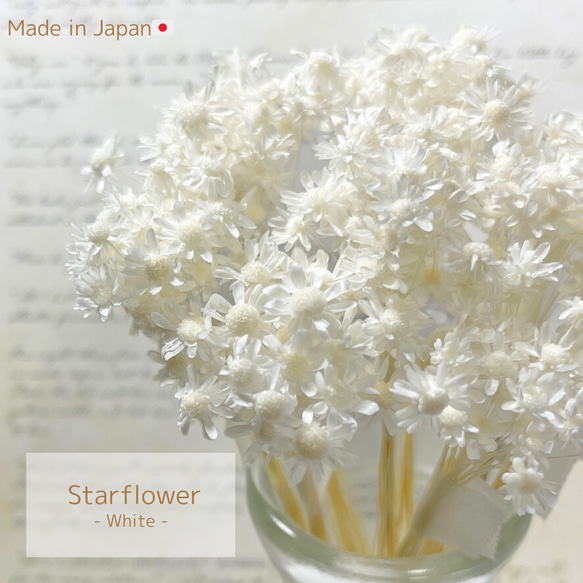 スターフラワー ミニ ホワイト 茎あり 30本 ドライフラワー 花材