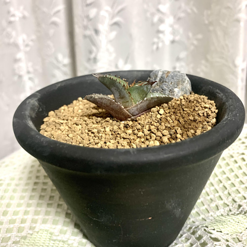 アガベ チタノタ オテロイ 実生 多肉植物 キコリ 通販｜Creema  