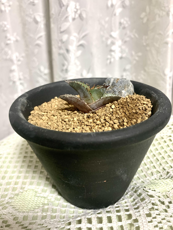 アガベ チタノタ オテロイ実生 【公式通販】