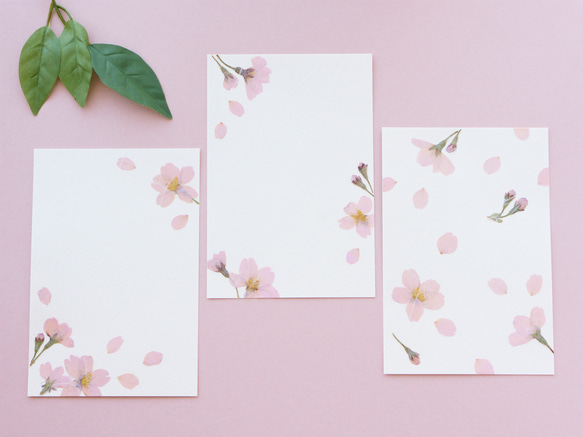本物の桜のポストカード3枚セット　押し花ハガキ　縦でも横でも使える　手すき和紙調　春のボタニカルカード 2枚目の画像