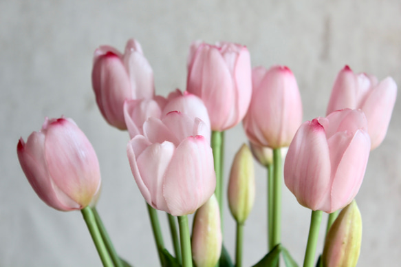 【リアルな触り心地】まるで生花のような瑞々しさ|春のチューリップ5本ブーケ|アーティフィシャルフラワー【ライトピンク】 7枚目の画像