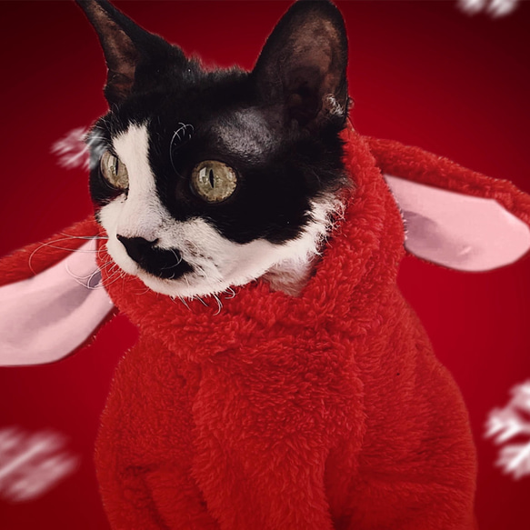 猫服 ペット服 ネコ 猫うさぎパジャマ 2色 猫仮装 コスプレ 防寒 ふわふわ 超暖かい 冬 スフィンクス猫 かわいい 4枚目の画像