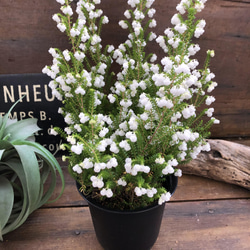 スズランエリカ♡真っ白の花♡観葉植物♡ガーデニング 11枚目の画像