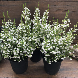 スズランエリカ♡真っ白の花♡観葉植物♡ガーデニング 9枚目の画像