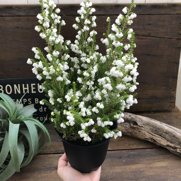 スズランエリカ♡真っ白の花♡観葉植物♡ガーデニング 7枚目の画像