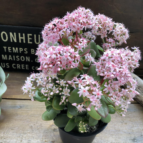 月が注ぐ花 ビルケンシュトックの定番「ギゼ」に、フラワーモチーフを飾った