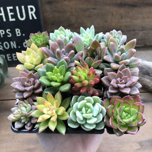多肉16個セット♡多肉植物♡紅葉♡寄せ植えに アートフラワー