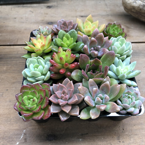 アメリカンフラワー♡スマイラックスと恐竜ピック付き多肉植物寄せ植え 恐竜の寄せ植え〜多肉植物寄せ植え/多肉植物寄植え/多肉植物