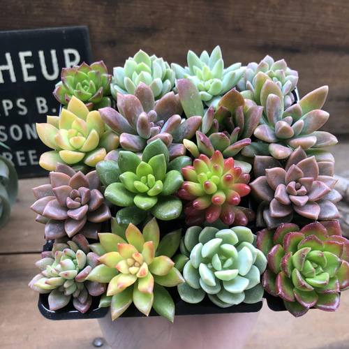 多肉16個セット♡多肉植物♡紅葉♡寄せ植えに アートフラワー