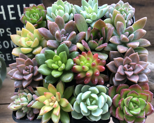 多肉16個セット♡多肉植物♡紅葉♡寄せ植えに アートフラワー