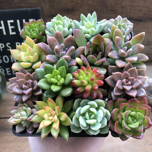 多肉16個セット♡多肉植物♡紅葉♡寄せ植えに アートフラワー