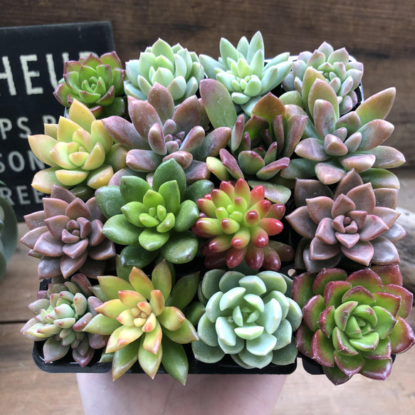 ෆ˚*感謝セールෆ˚* ライムジュース 1苗 抜き苗 寄せ植え 多肉植物 ෆ˚*感謝セールෆ˚* ライムジュース 1苗 抜き苗 寄せ植え