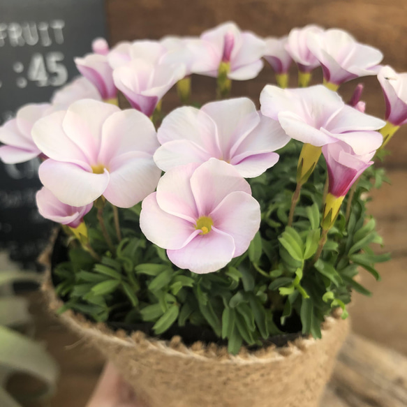 ピンキー♡クルクルの花♡オキザリス♡毎年咲きます 6枚目の画像