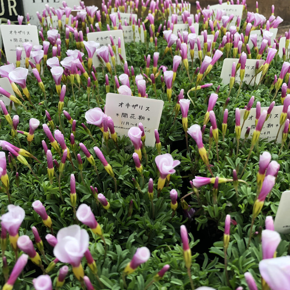 ピンキー♡クルクルの花♡オキザリス♡毎年咲きます 7枚目の画像