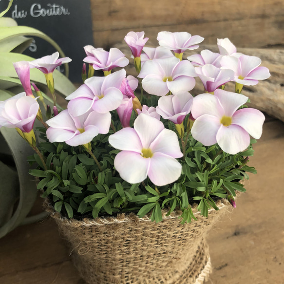 ピンキー♡クルクルの花♡オキザリス♡毎年咲きます 3枚目の画像