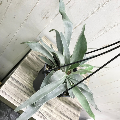 特大 ビカクシダ ベイチー ビーチー 8号 吊り鉢 おしゃれ 観葉植物：ビカクシダ コウモリラン ビーチー*8号 吊り