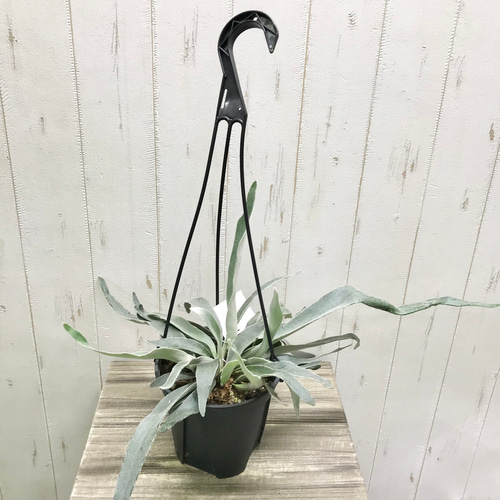 株立ち！ コウモリラン ビカクシダ ビーチー (Platycerium veitchii) 5