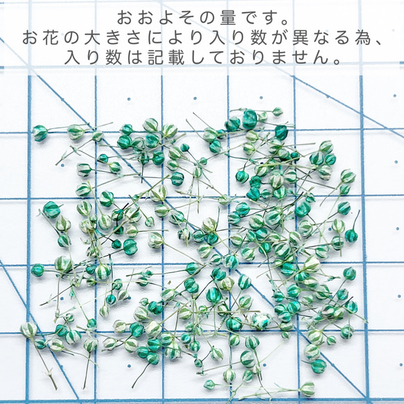 TUBOMI　Aミント　かすみ草　ドライフラワー  蕾　　花材 4枚目の画像