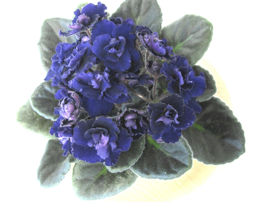 満開割引！☆セントポーリア 新品種☆パープルコラ☆大人お洒落