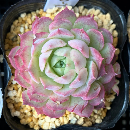 シャーロットローズ 多肉植物 多肉植物 プクニク 通販｜Creema 