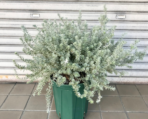 大株！ 斑入り ウエストリンギア スモーキー 8号スリット鉢 その他