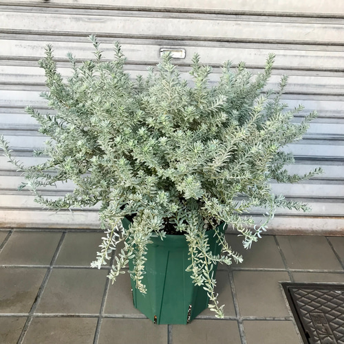 大株！ 斑入り ウエストリンギア スモーキー 8号スリット鉢 その他